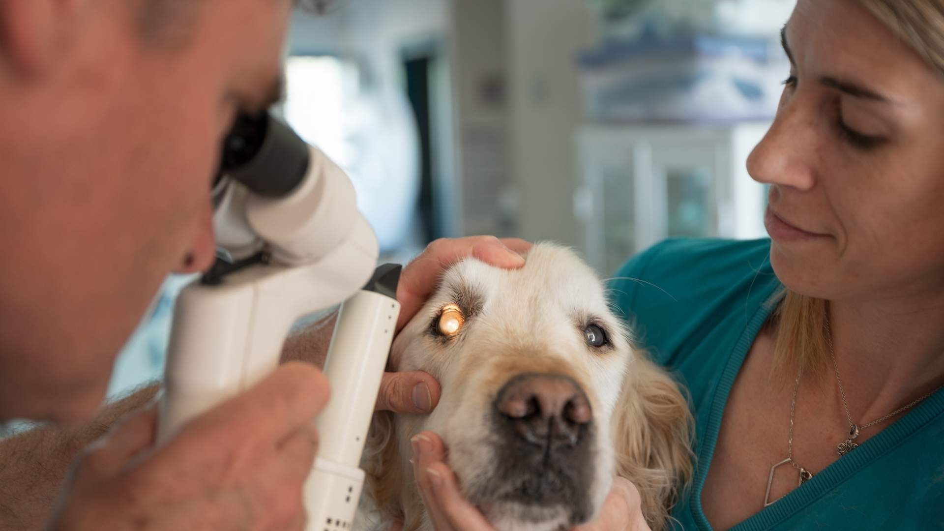 examen ocular a perro